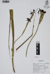 Tigridia vanhouttei image